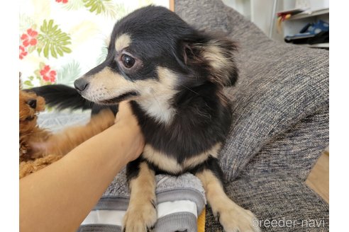 成約済の神奈川県のチワックス:チワワ×ミニチュアダックスフンド-310282の2枚目