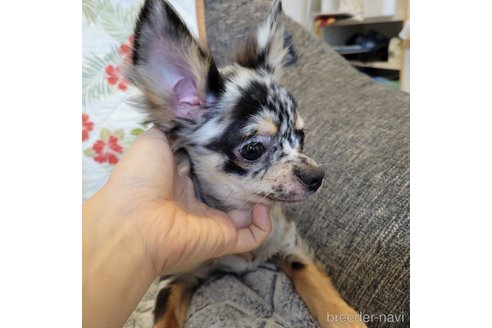 成約済の神奈川県のミックス犬-337159の9枚目
