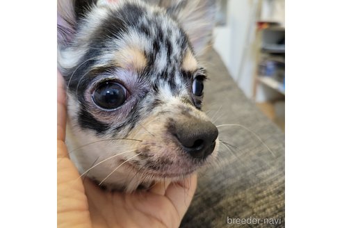 成約済の神奈川県のミックス犬-337159の8枚目