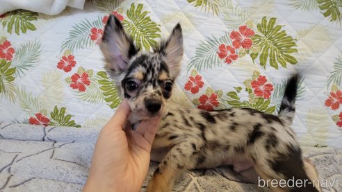 成約済の神奈川県のミックス犬-337159の7枚目