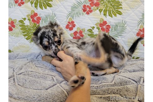 成約済の神奈川県のミックス犬-337159の5枚目