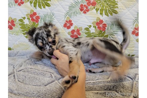 成約済の神奈川県のミックス犬-337159の4枚目