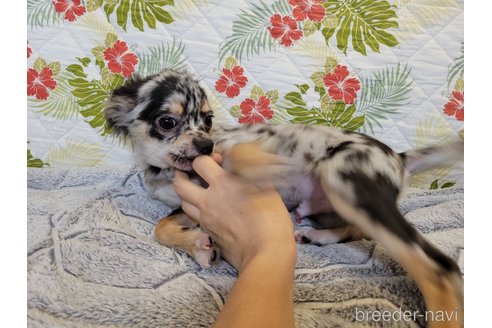 成約済の神奈川県のミックス犬-337159の3枚目