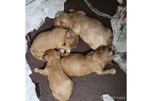 成約済の神奈川県のキャバプー:キャバリア×トイプードル-345493の27枚目