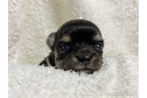 成約済の千葉県のチワワ(ロングコート)-344656の31枚目