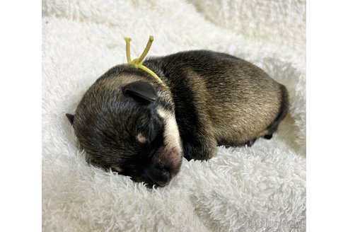 成約済の千葉県のミニチュアシュナウザー-346218の29枚目