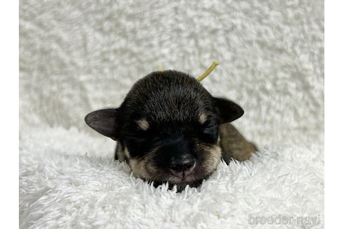 成約済の千葉県のミニチュアシュナウザー-346218の28枚目