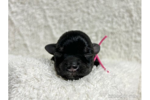成約済の千葉県のミニチュアシュナウザー-346219の32枚目