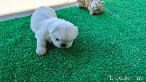 成約済の熊本県のペキニーズ-338455の12枚目