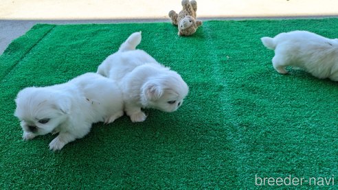 成約済の熊本県のペキニーズ-338453の6枚目
