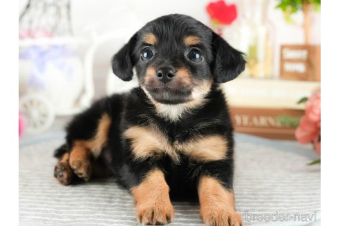 成約済の茨城県のチワックス:チワワ×ミニチュアダックスフンド-344281の7枚目