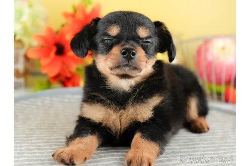 成約済の茨城県のチワックス:チワワ×ミニチュアダックスフンド-344282の4枚目