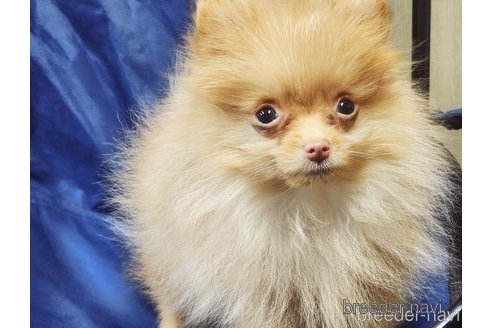 成約済の宮城県のミックス犬-344283の8枚目