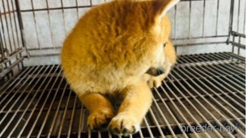 成約済の茨城県の豆柴-330717の2枚目