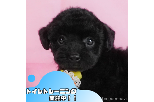 成約済の静岡県のトイプードル-344298の1枚目