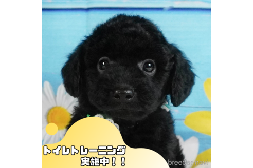 成約済の静岡県のトイプードル-344300の1枚目