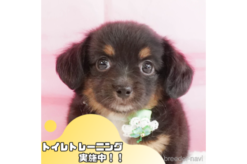 成約済ののチワックス:チワワ×ミニチュアダックスフンド-344303