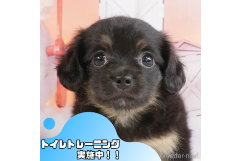 成約済の静岡県のチワックス:チワワ×ミニチュアダックスフンド-344304の1枚目