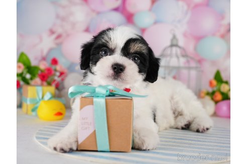 成約済の東京都のミックス犬-344325の4枚目