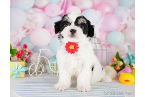 成約済の東京都のミックス犬-344325の5枚目