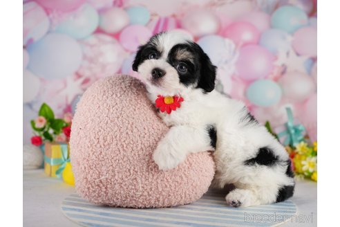 成約済の東京都のミックス犬-344325の6枚目
