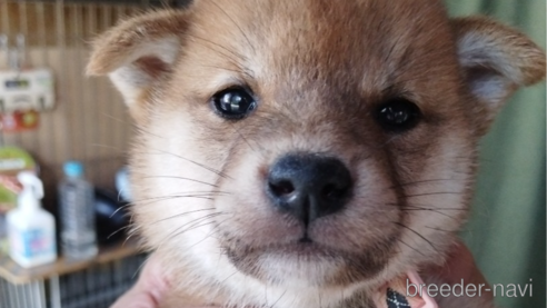 成約済の千葉県の柴犬-339407の1枚目