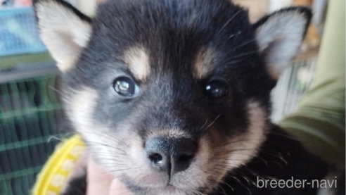 成約済の千葉県の柴犬-334770の3枚目