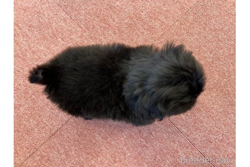 成約済の香川県のペキニーズ-344337の7枚目