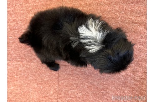成約済の香川県のペキニーズ-344357の2枚目