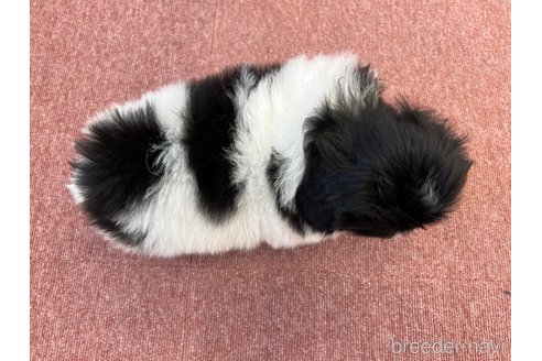成約済の香川県のペキニーズ-344360の8枚目