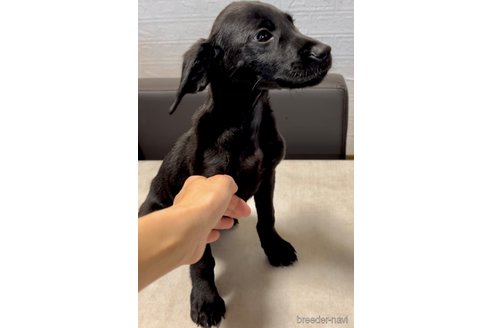 成約済の奈良県のミックス犬-339224の2枚目