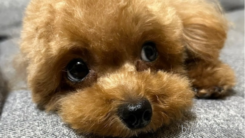 ジェナちゃん1枚目