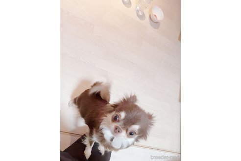 ひなちゃん1枚目