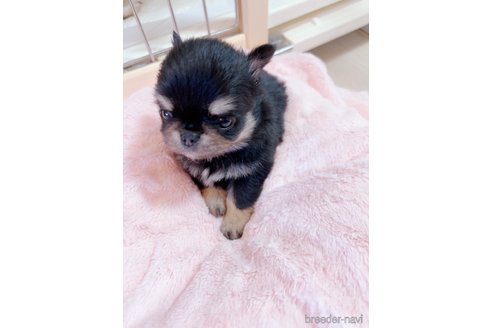 成約済の香川県のチワワ(ロングコート)-344346の10枚目