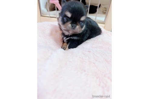 成約済の香川県のチワワ(ロングコート)-344346の6枚目