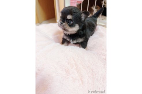 成約済の香川県のチワワ(ロングコート)-344346の7枚目