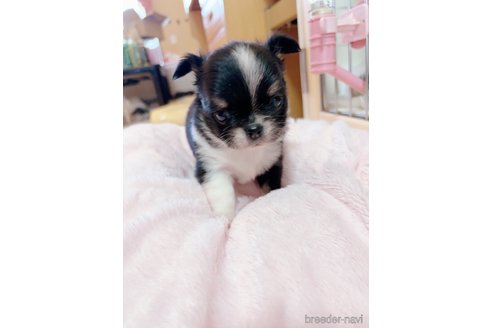 成約済の香川県のチワワ(ロングコート)-344341の7枚目