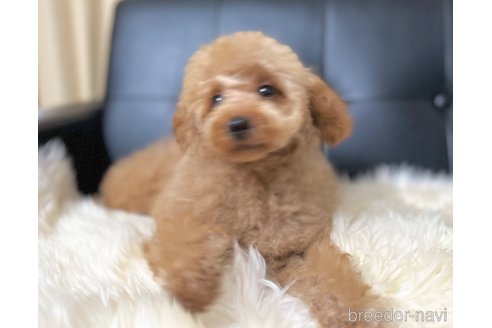 成約済の茨城県のタイニープードル-314920の3枚目