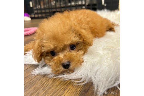 成約済の栃木県のマルプー:マルチーズ×トイプードル-343684の8枚目
