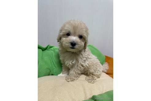 成約済の滋賀県のマルプー:マルチーズ×トイプードル-336192の4枚目