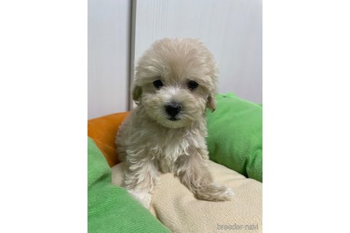 成約済の滋賀県のマルプー:マルチーズ×トイプードル-336192の2枚目