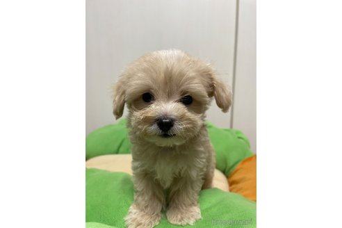 成約済の滋賀県のマルプー:マルチーズ×トイプードル-336186の1枚目