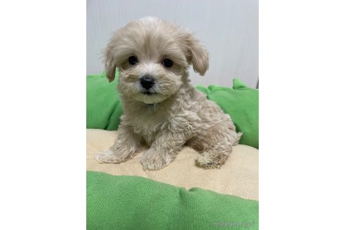 成約済の滋賀県のマルプー:マルチーズ×トイプードル-336186の5枚目
