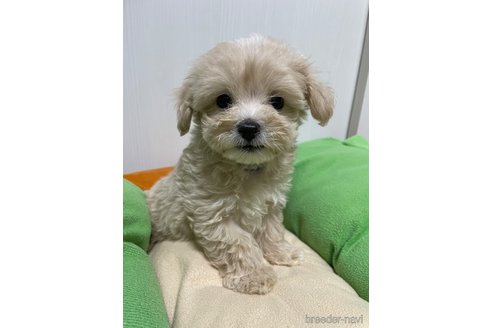 成約済の滋賀県のマルプー:マルチーズ×トイプードル-336186の3枚目