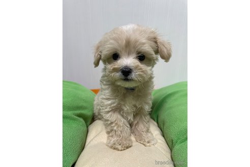 成約済の滋賀県のマルプー:マルチーズ×トイプードル-336186の2枚目