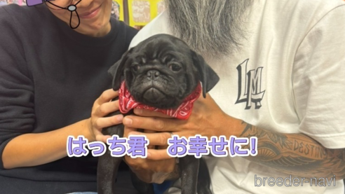 成約済の岐阜県のパグ-324548の1枚目