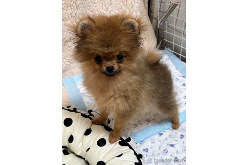 成約済の北海道のポメラニアン-329891の15枚目