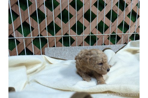 販売中の千葉県のトイプードル-344415の28枚目
