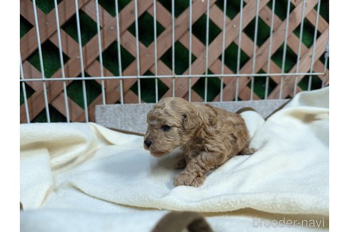 販売中の千葉県のトイプードル-344415の27枚目