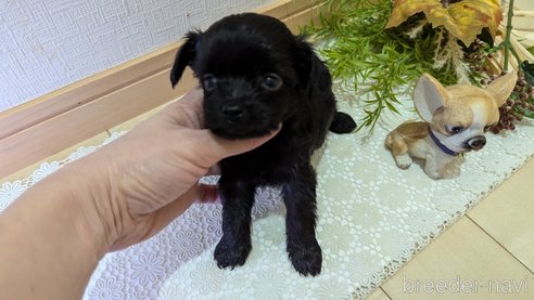 成約済の広島県のチワプー:チワワ×トイプードル-341212の95枚目